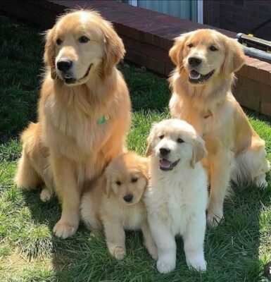 Golden retriver puppies